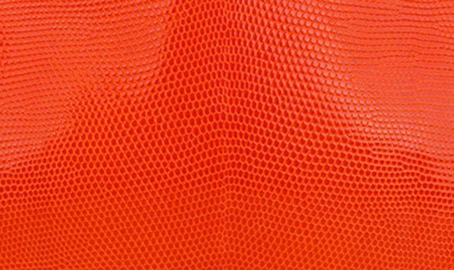 hermes-varanus-niloticus-lizard