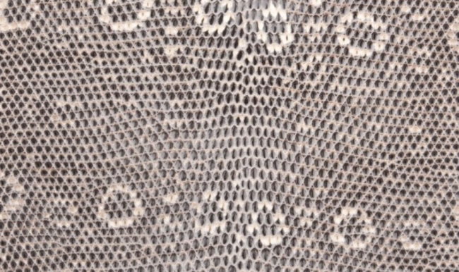 hermes-varanus-salvator-lizard